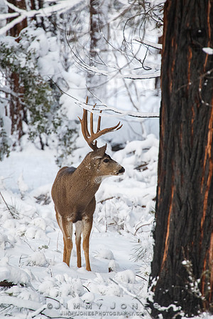 Mule Deer Buck
