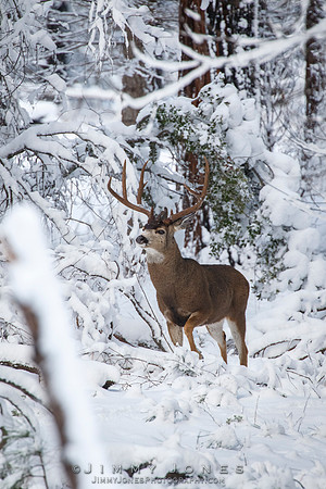 Mule Deer Buck