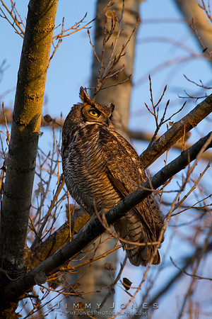 Great Horned Owl
