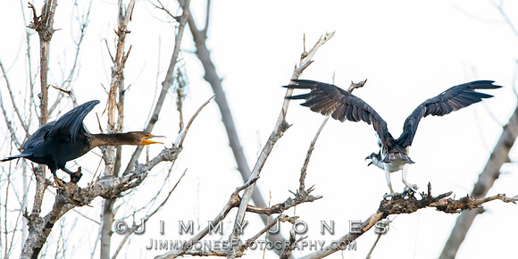 Osprey and Cormorant