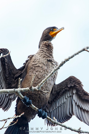 Cormorant