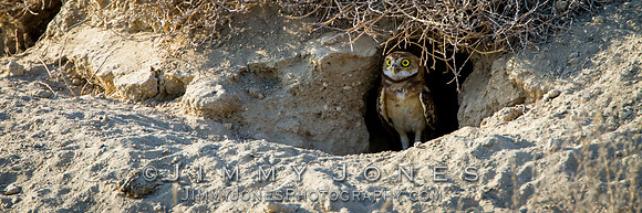 Burrowing Owl