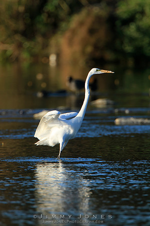 Great White Egret