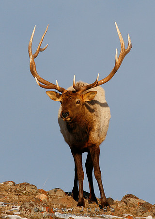 Bull Elk