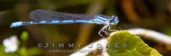 Blue Damselfly - BS/P0471