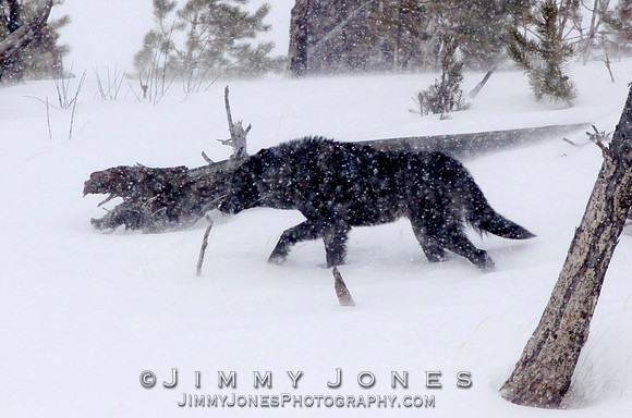 Lone Wolf in Blizzard