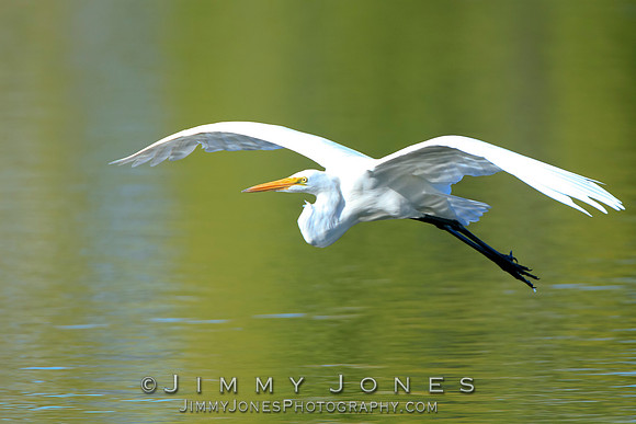 Great White Egret
