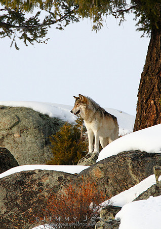 '06 Female / Lamar Canyon Pack / Gray Wolf - CS/P0002