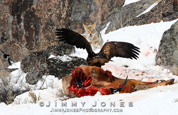 Coyote vs Golden Eagle