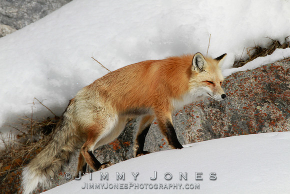 Red Fox