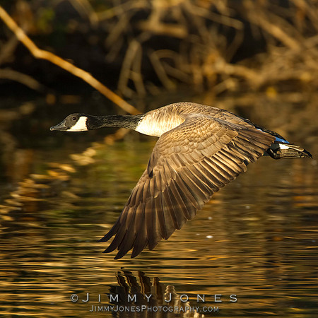 Canada Goose