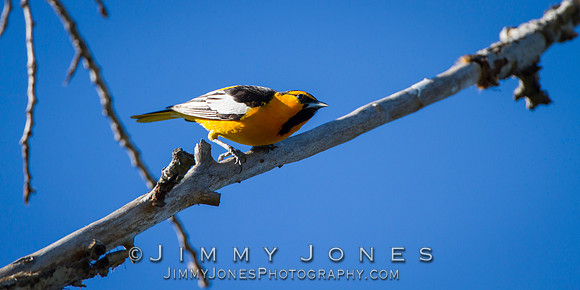 Bullock's Oriole