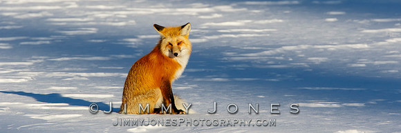 Red Fox in Winter
