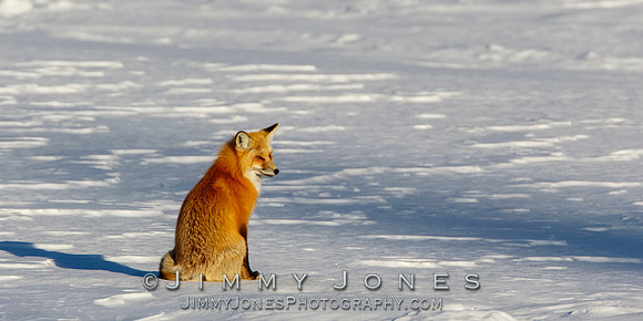 Red Fox in Winter