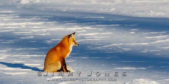 Red Fox in Winter