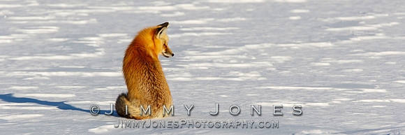 Red Fox in Winter