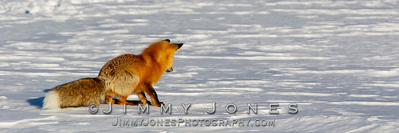 Red Fox Leap