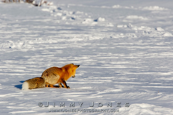 Red Fox Leap