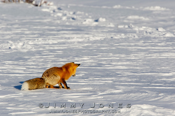 Red Fox Leap