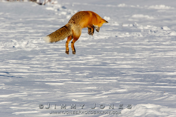 Red Fox Leap