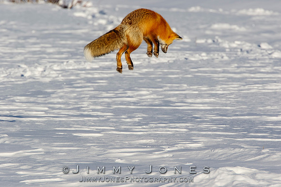 Red Fox Leap