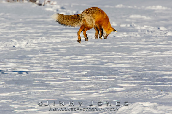 Red Fox Leap