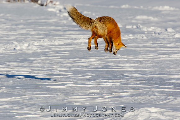 Red Fox Leap