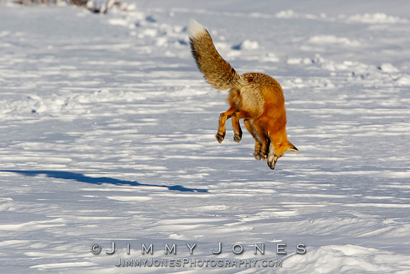Red Fox Leap
