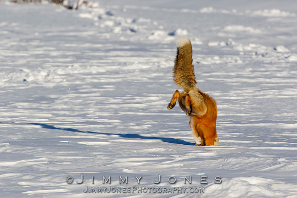 Red Fox Leap