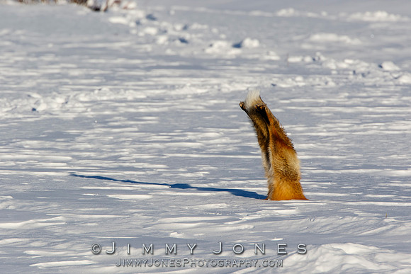 Red Fox Leap