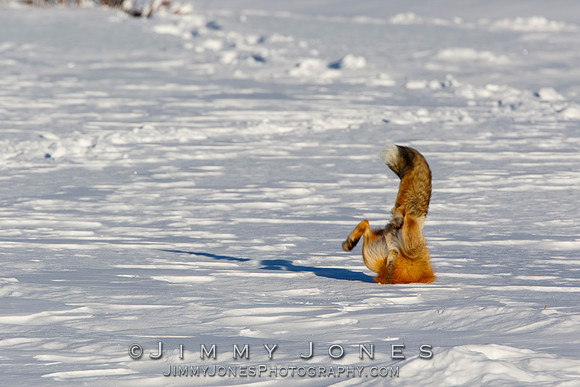 Red Fox Leap