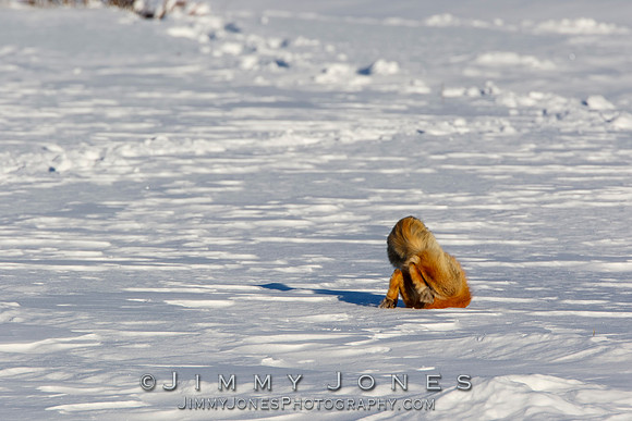 Red Fox Leap