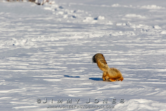 Red Fox Leap