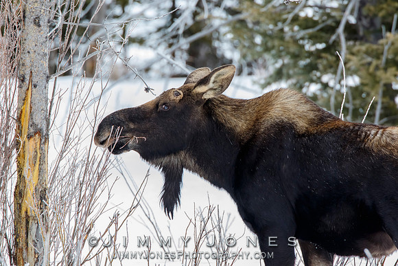 Silver Dollar Bull Moose