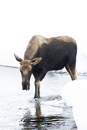 Silver Dollar Bull Moose