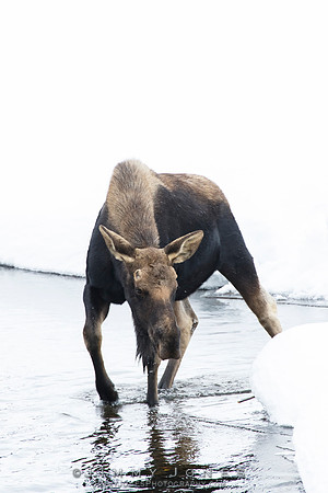 Silver Dollar Bull Moose