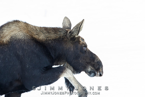 Silver Dollar Bull Moose