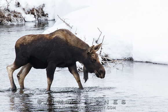 Silver Dollar Bull Moose