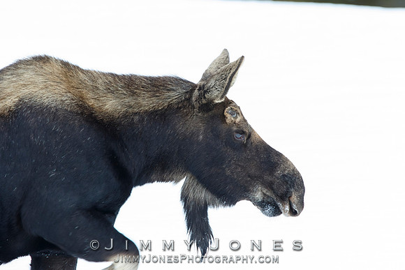 Silver Dollar Bull Moose