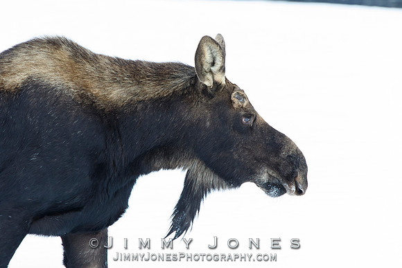 Silver Dollar Bull Moose