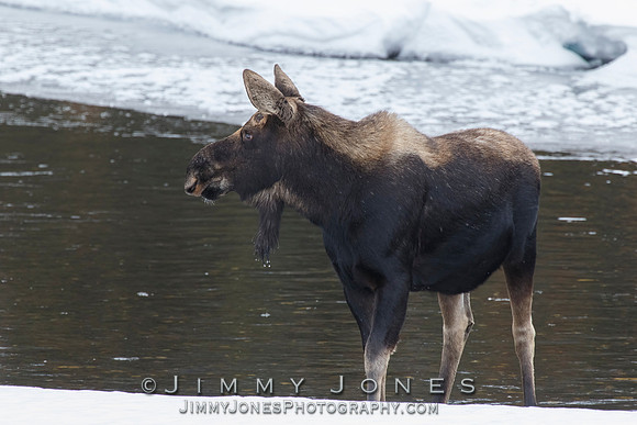 Silver Dollar Bull Moose