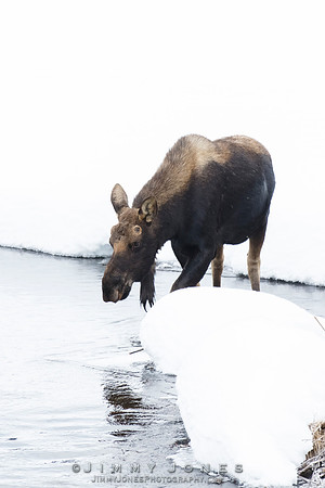 Silver Dollar Bull Moose