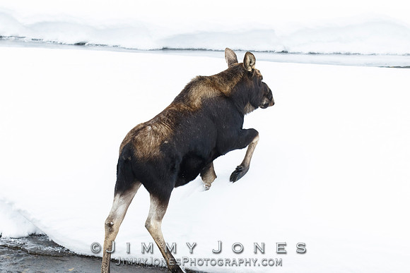 Silver Dollar Bull Moose