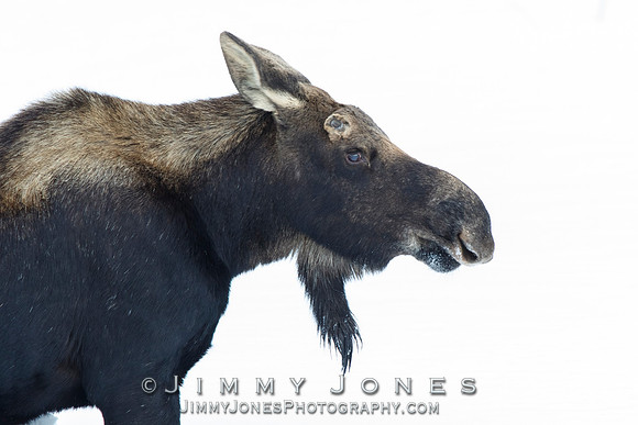 Silver Dollar Bull Moose