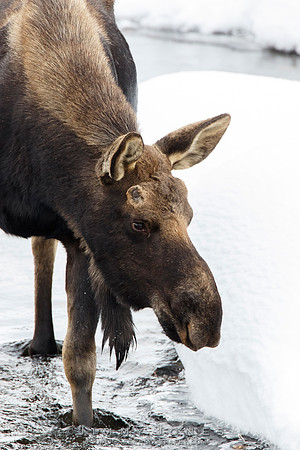 Silver Dollar Bull Moose