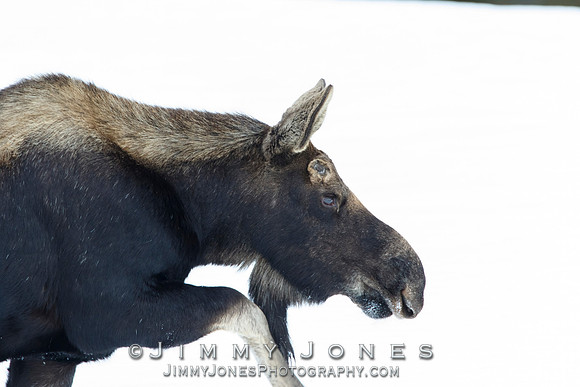 Silver Dollar Bull Moose