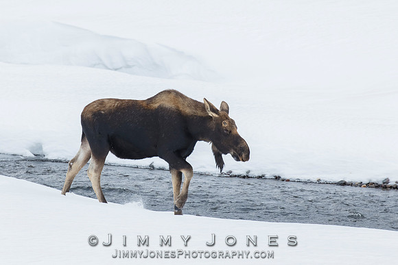 Silver Dollar Bull Moose