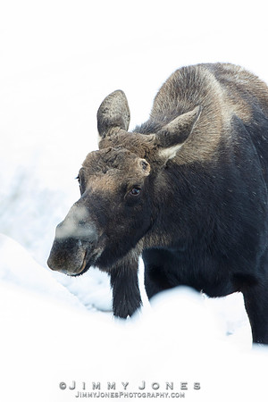 Silver Dollar Bull Moose