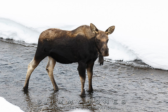 Silver Dollar Bull Moose