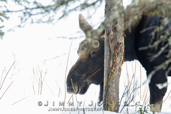 Silver Dollar Bull Moose